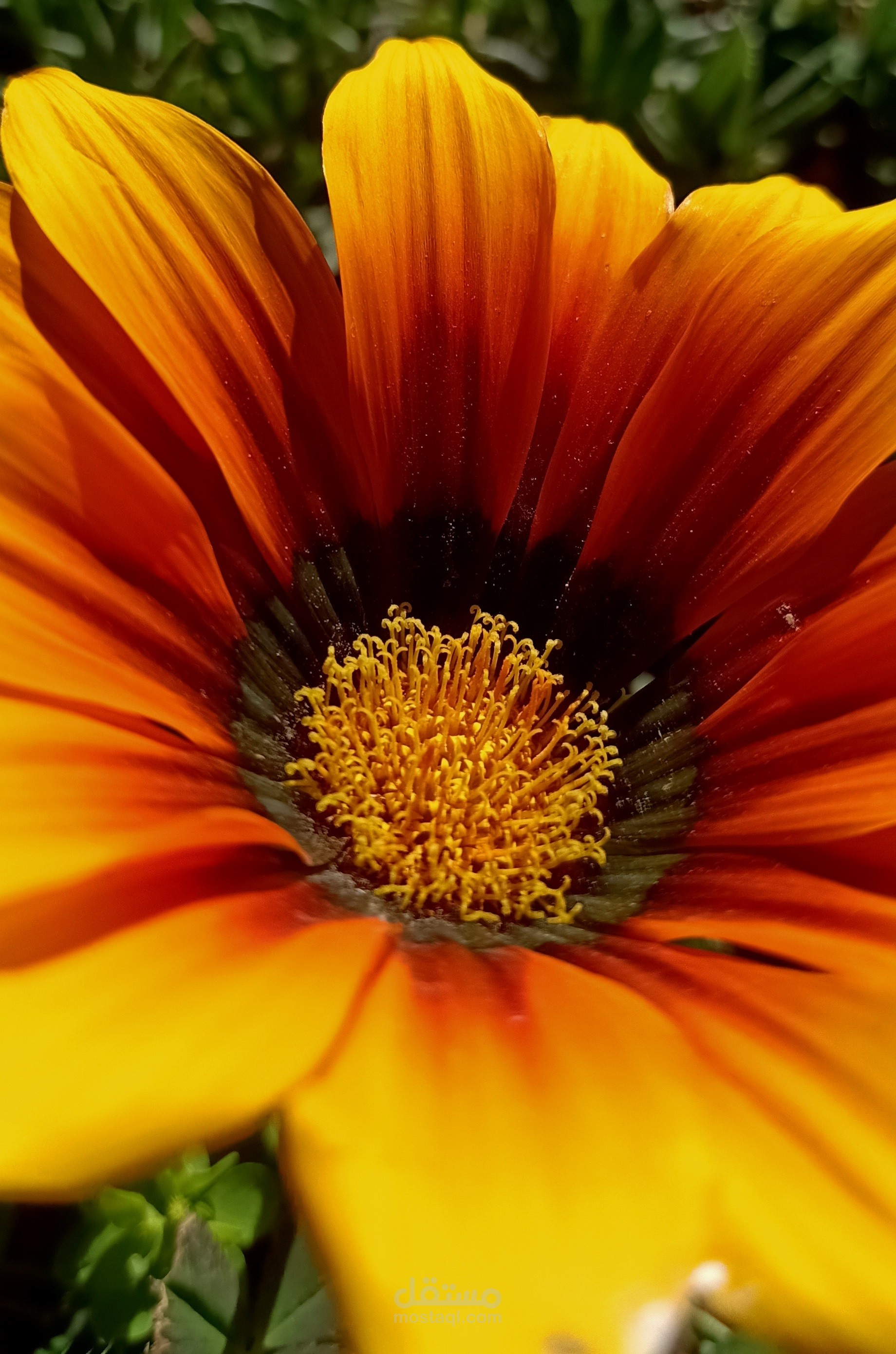 تصوير