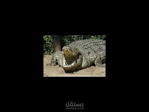 وثائقي