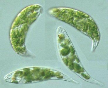 تعريف عن اليوجلينا  - Euglena