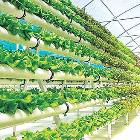 مشروع الزراعة المائية