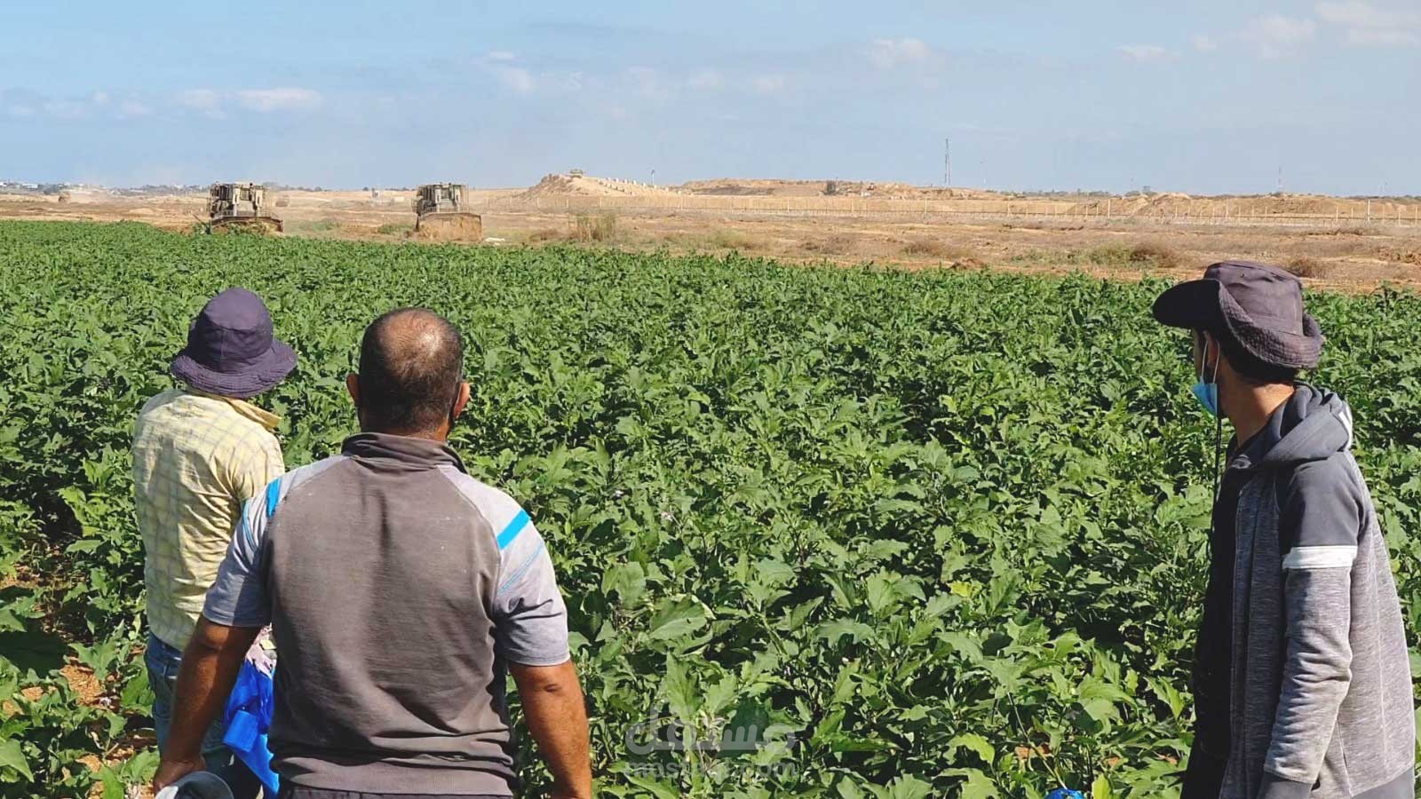 الزراعة الحضرية في قطاع غزة