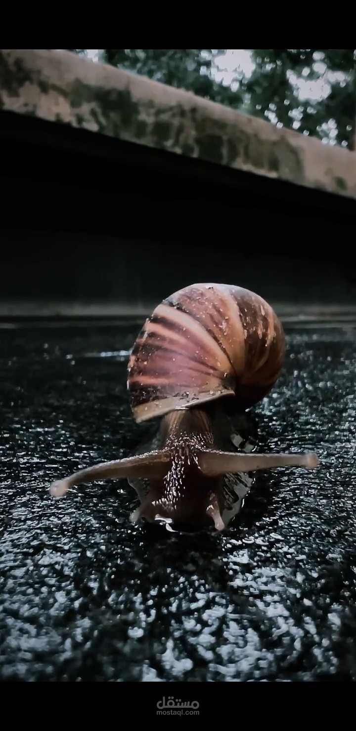 تصوير سنمائي