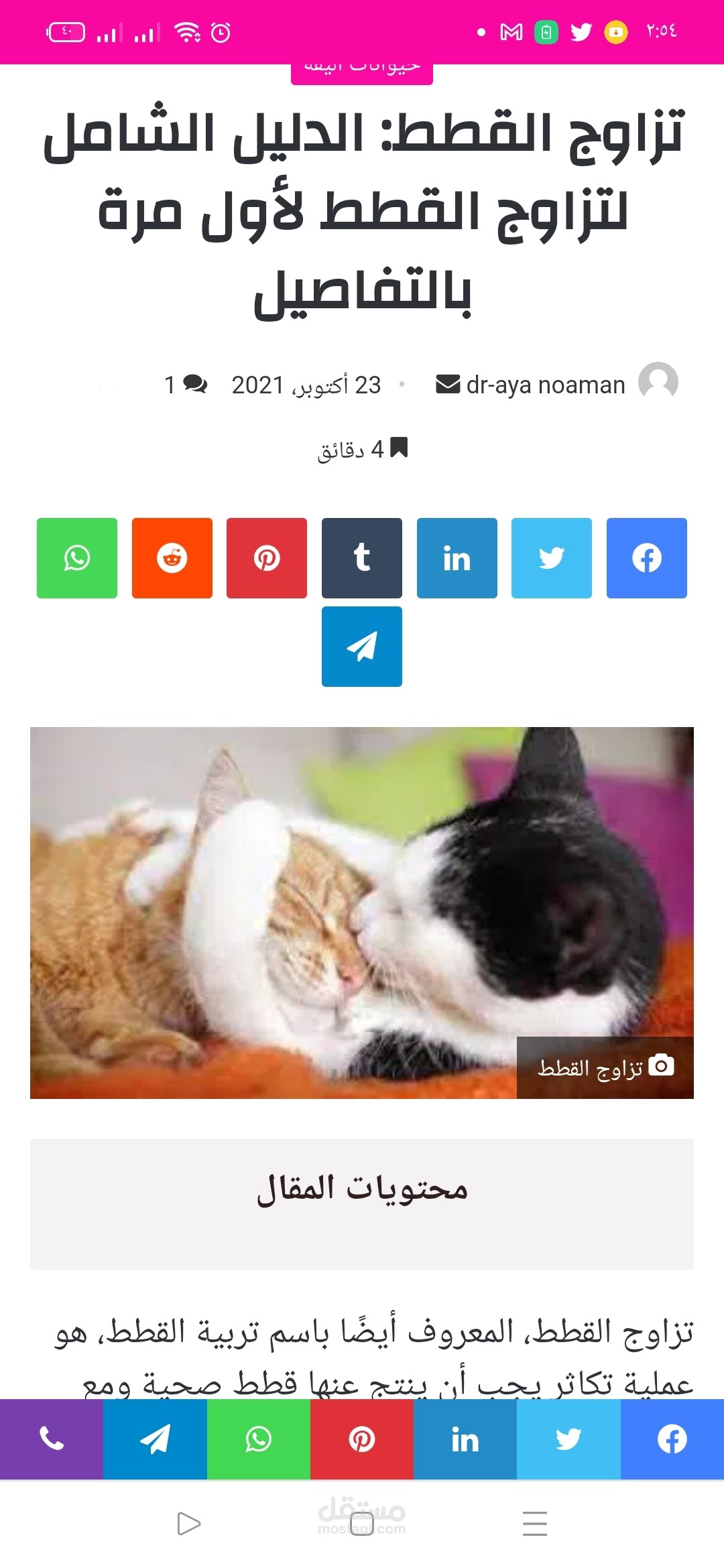 تزاوج القطط