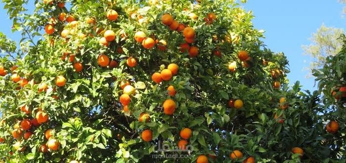 فوائد البرتقال المر