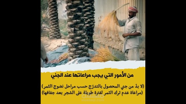 Infographic about the date harvest