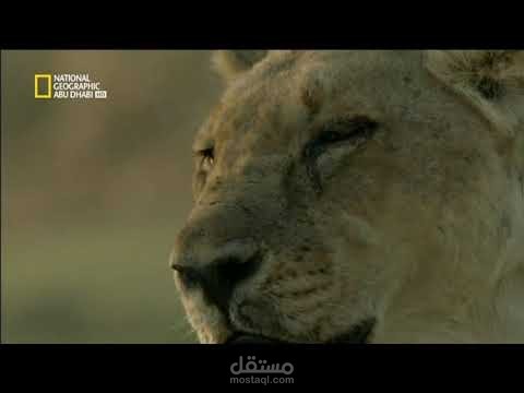 تعليق صوتي  وثاثقي