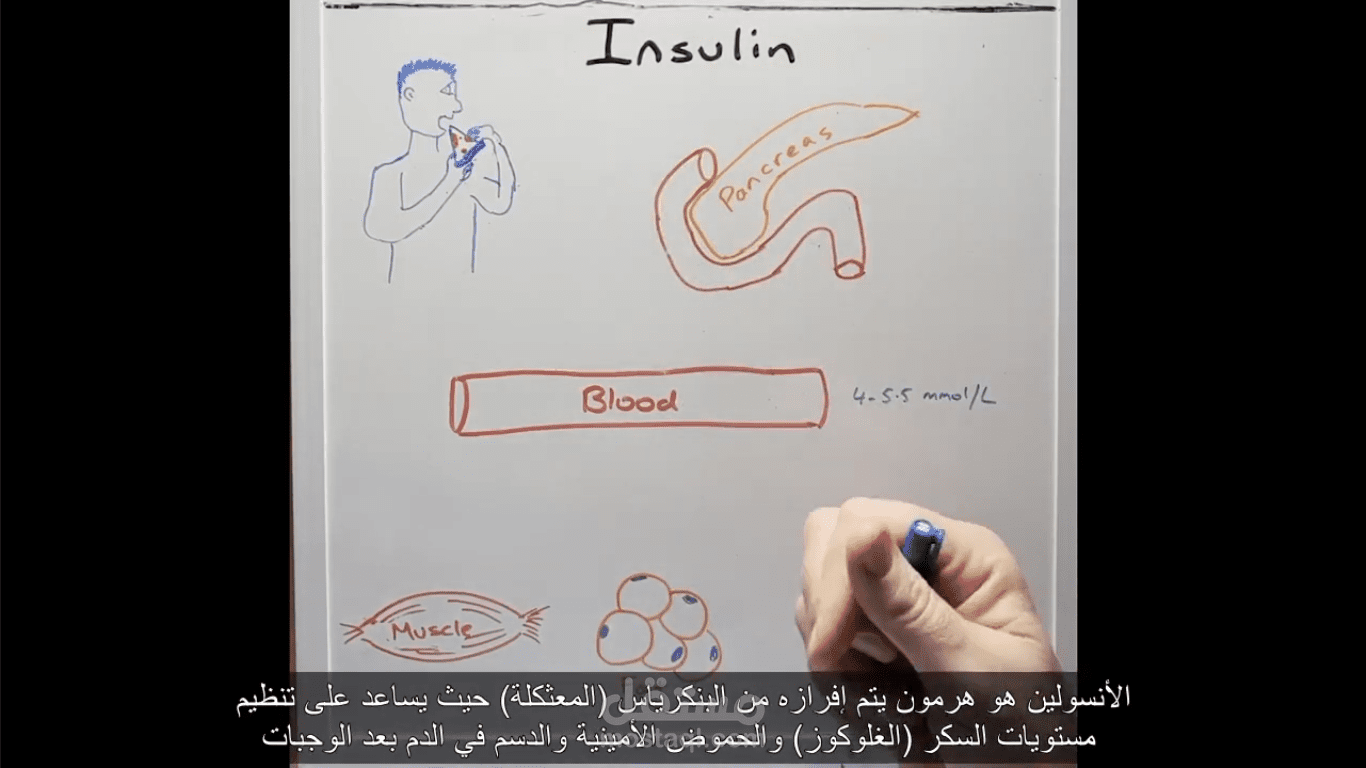 ترجمة عمل يشرح آلية عمل الأنسولين في الجسم
