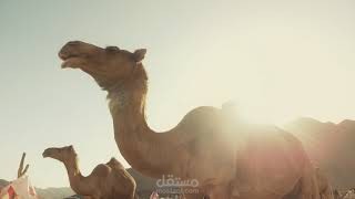 الراعي ...