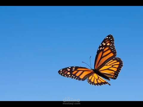 مقالات ابداعية والاشعار والخواطر