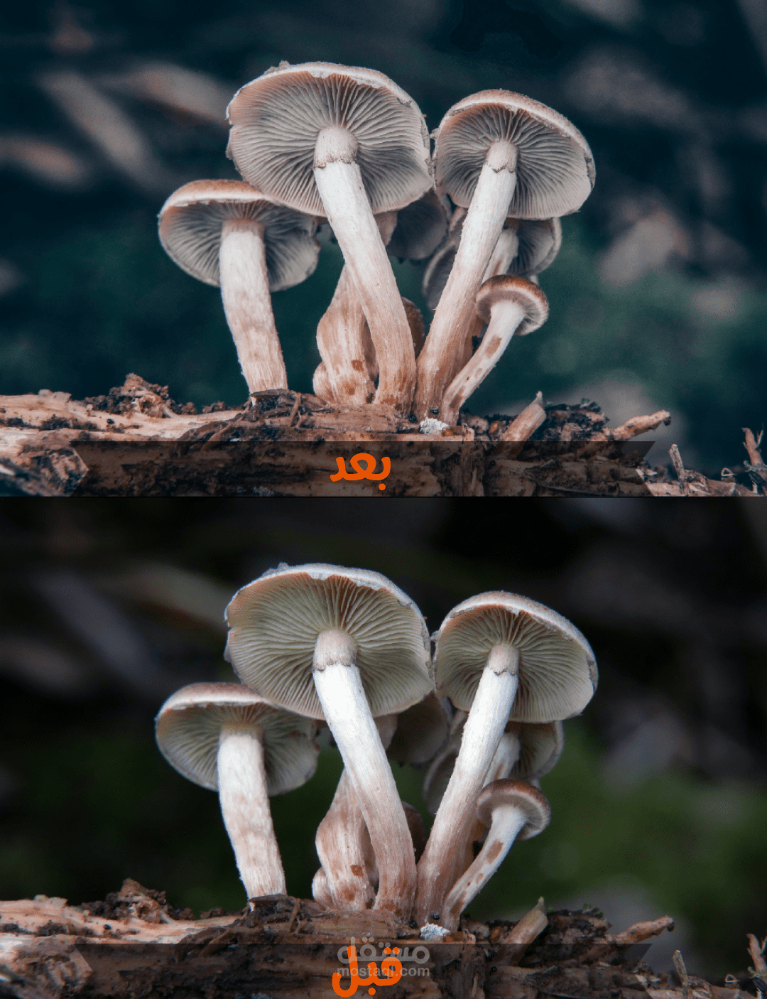 تعديل الوان الصور بدقة عالية