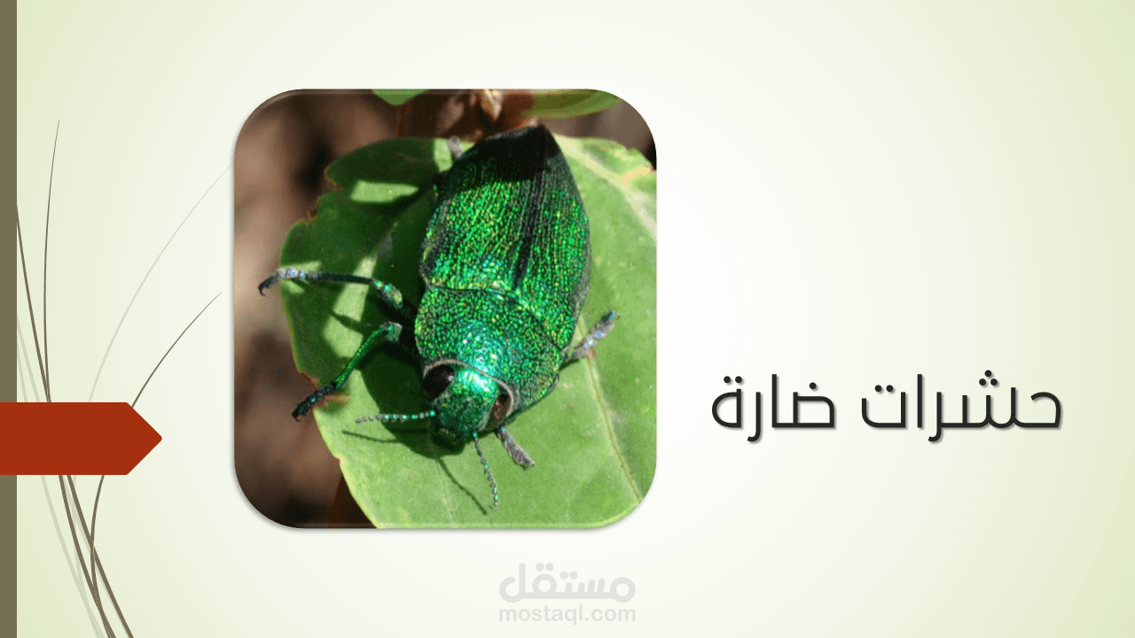 عرض تقديمي تعليمي جامعي