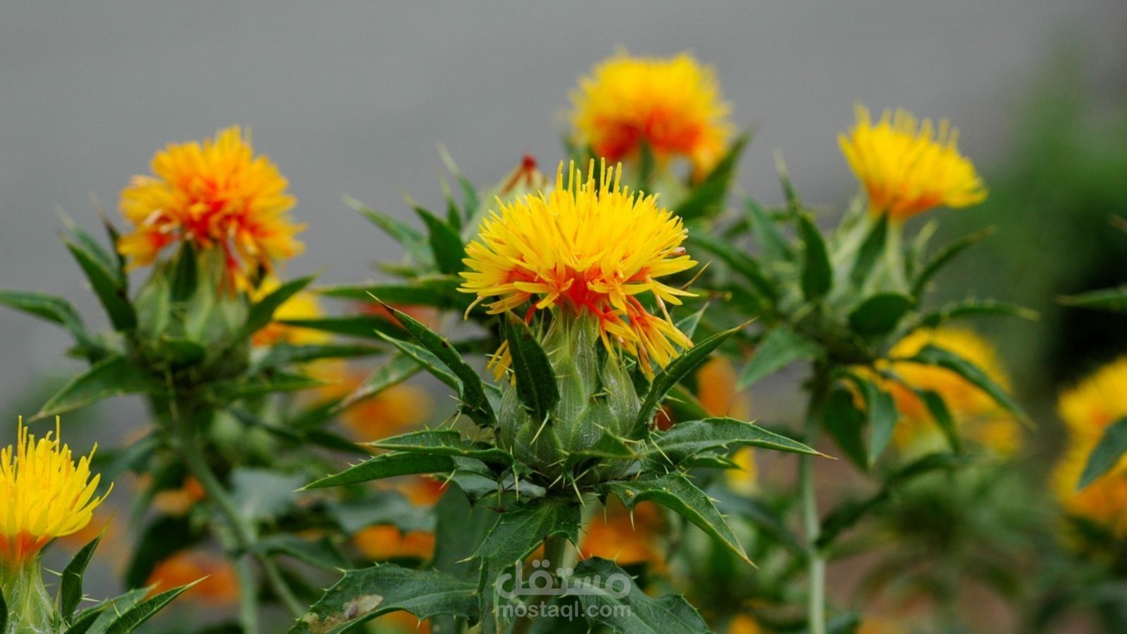 فوائد عشبة العصفر