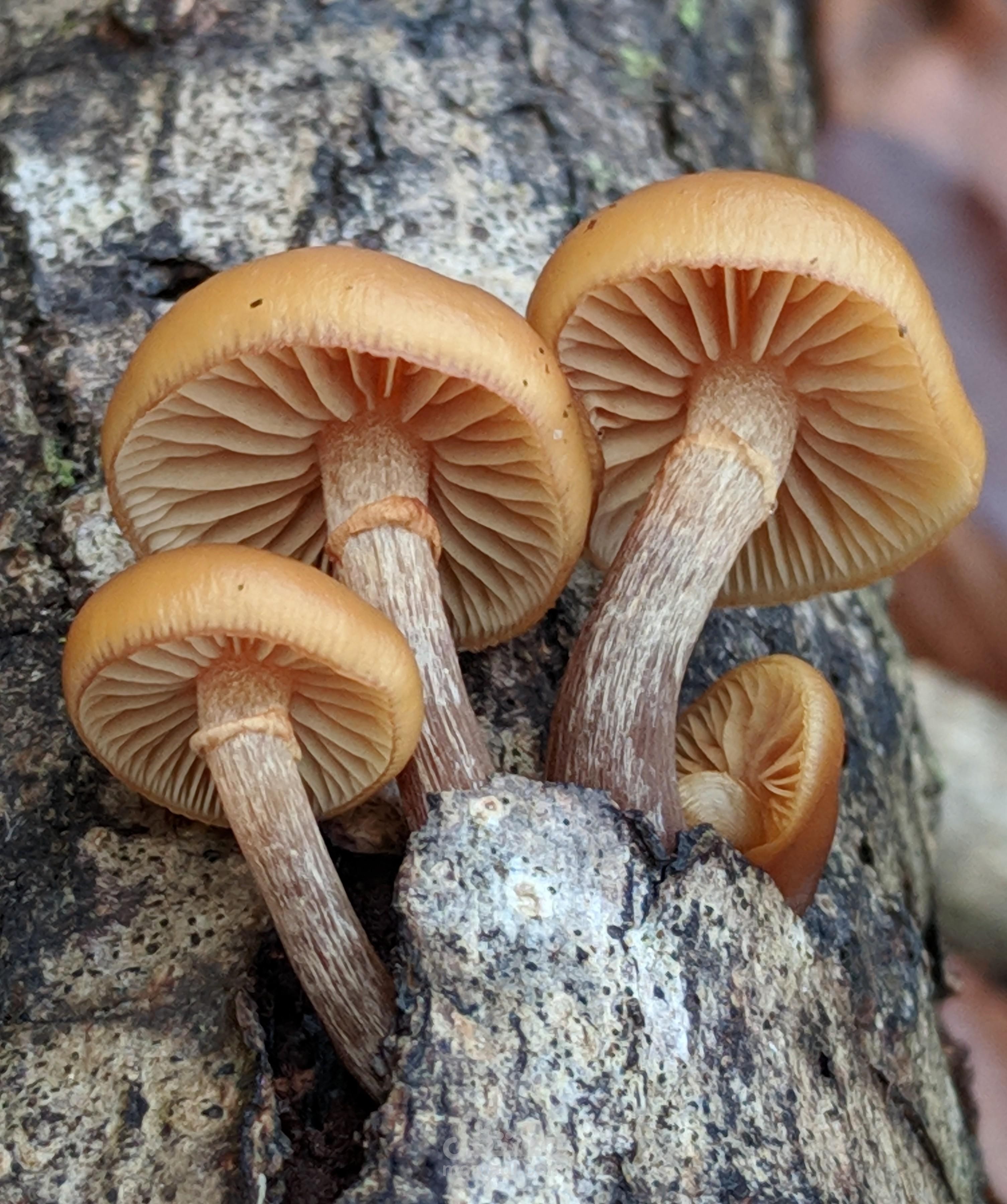 مشروع علمي عن التسممات الغذائية وسلامة الغذاء