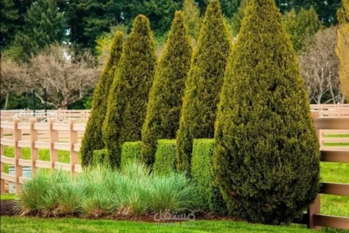 مقال بعنوان أشهر أسماء الأشجار دائمة الخضرة، موقع زريعة