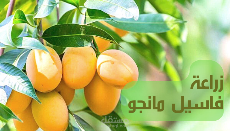 مقال عن زراعة فاسيل مانجو