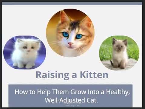 مقدمة كورس بإستخدام Articulate Storyline