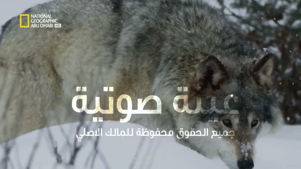 وثائقي (الشمال البري)