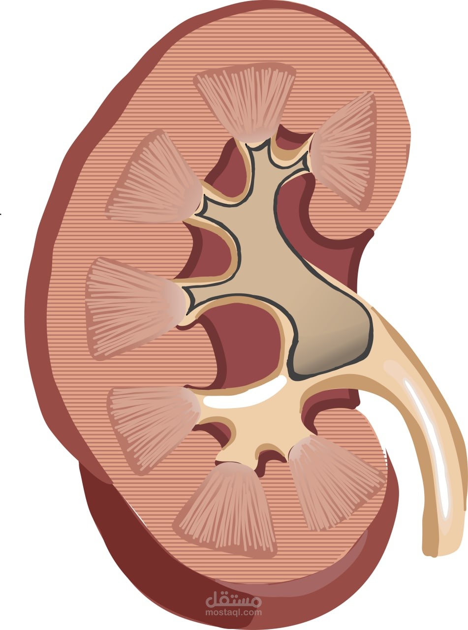 Kidney