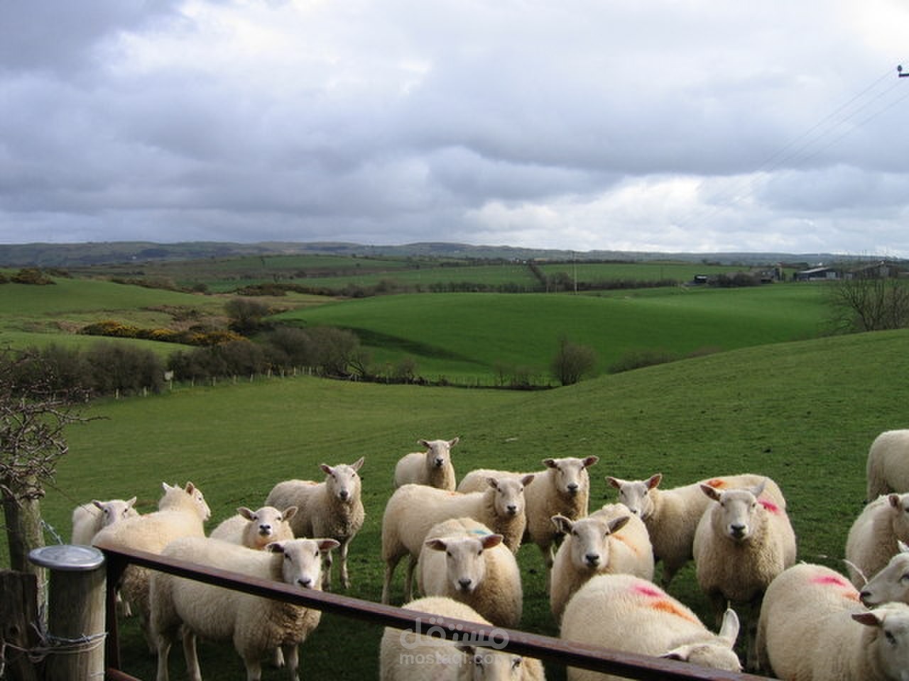 دراسة جدوى لمشروع مزرعة أغنام