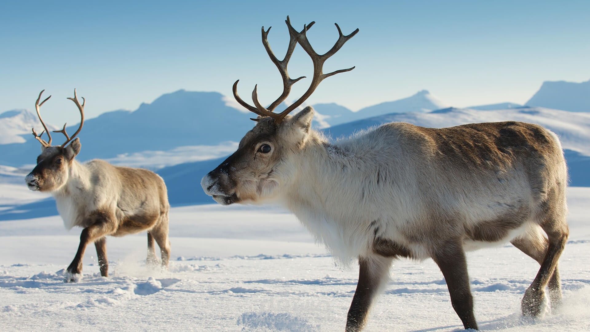 Winter Animal(Reindeer )