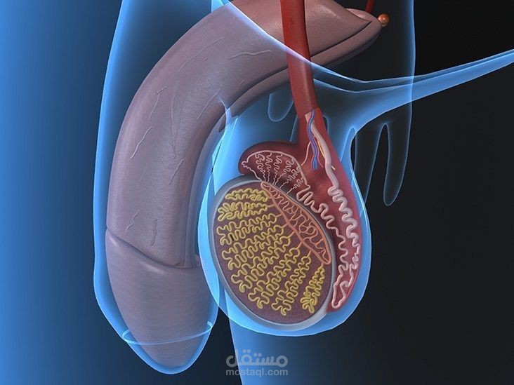 التهاب الخصية – Orchitis