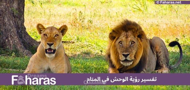 تفسير رؤية الوحش في المنام