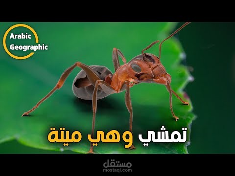 وثائقي عن مرض النمل