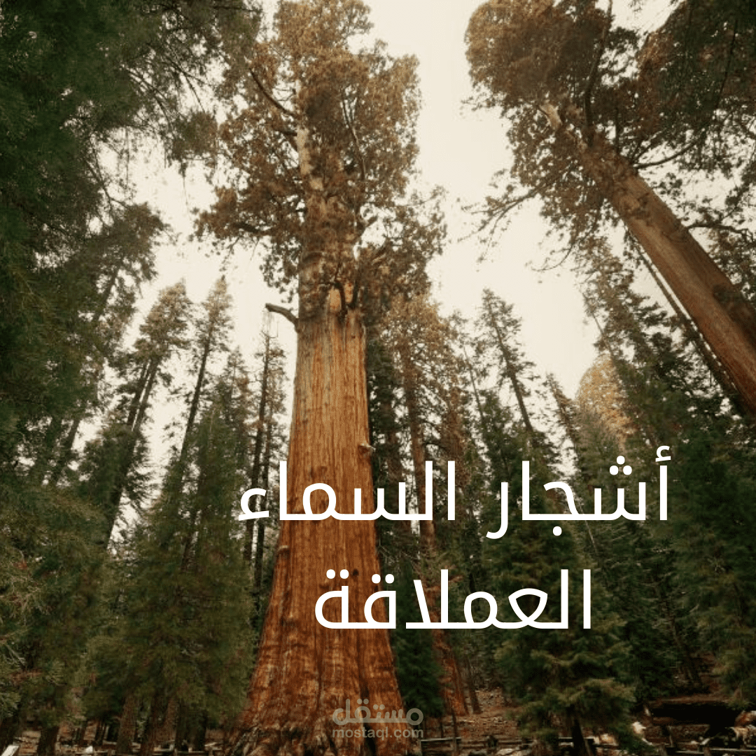 أشجار تنافس ناطحات السحاب علوًّا