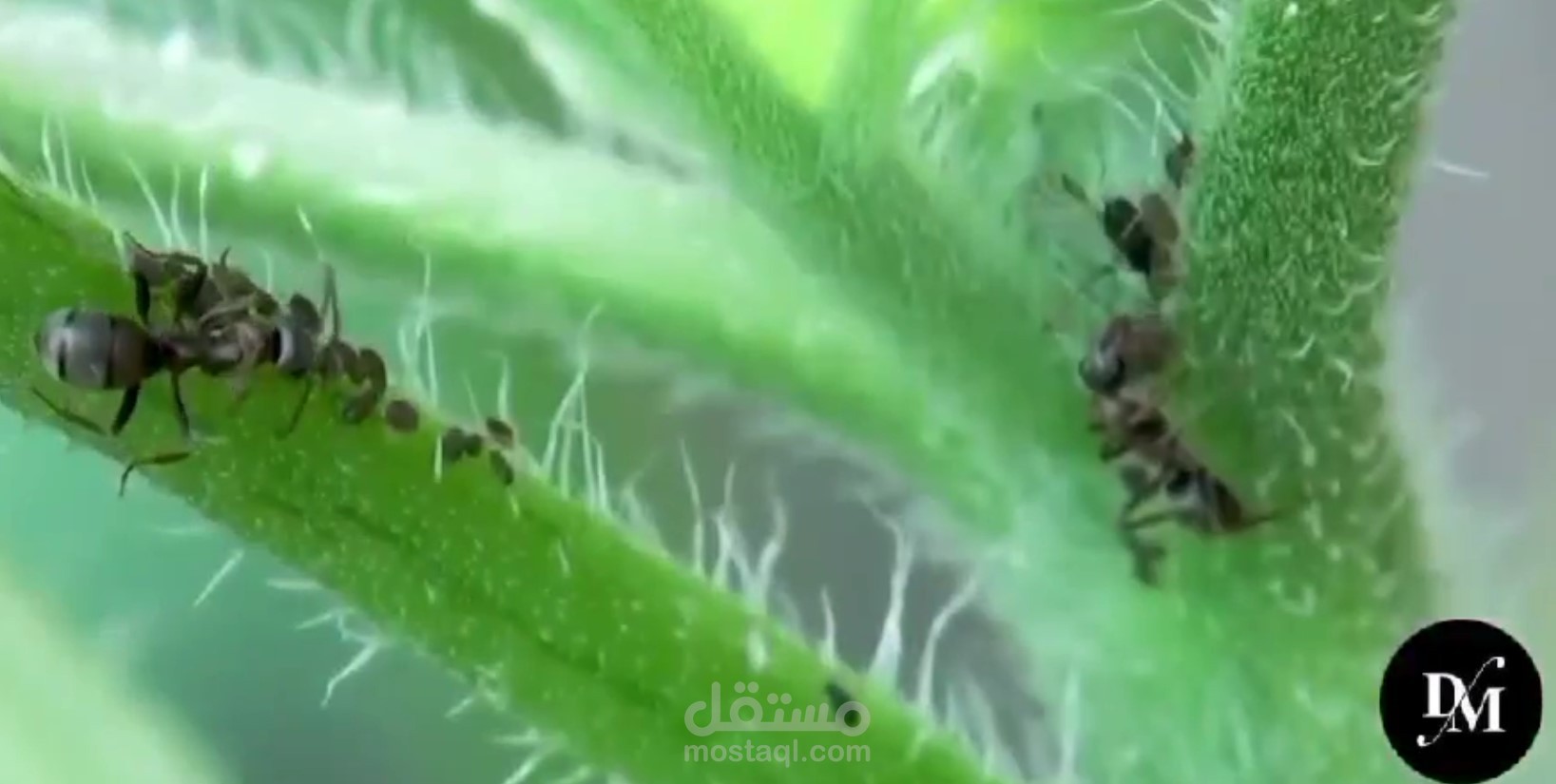 فيديو وثائقي عن النمل