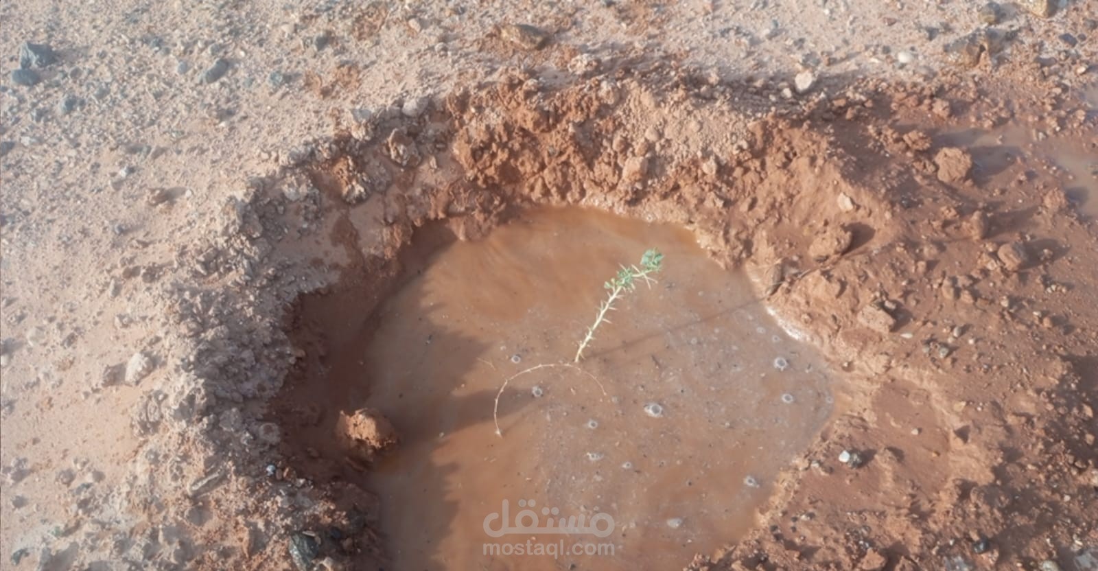 إدخال بيانات للمشاريع والمتاجر وإعداد التقارير