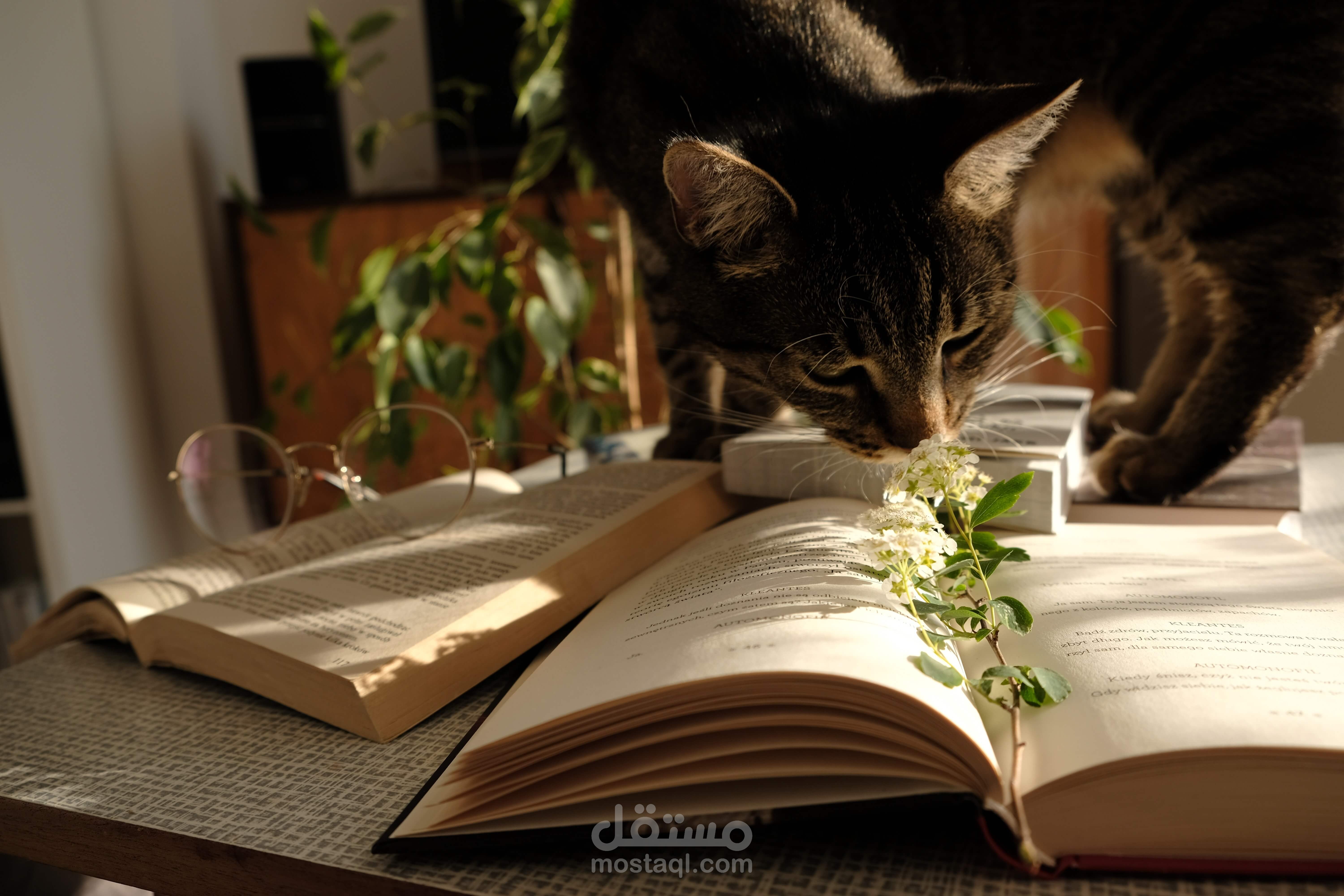 The Best Home Remedies For Cat UTI You May Utilize