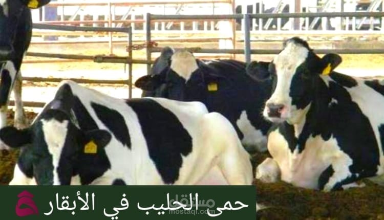 حمى الحليب في الأبقار