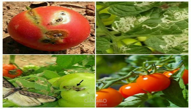 صانعة أنفاق الطماطم