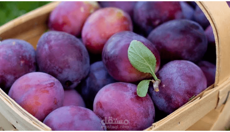 آفات البرقوق