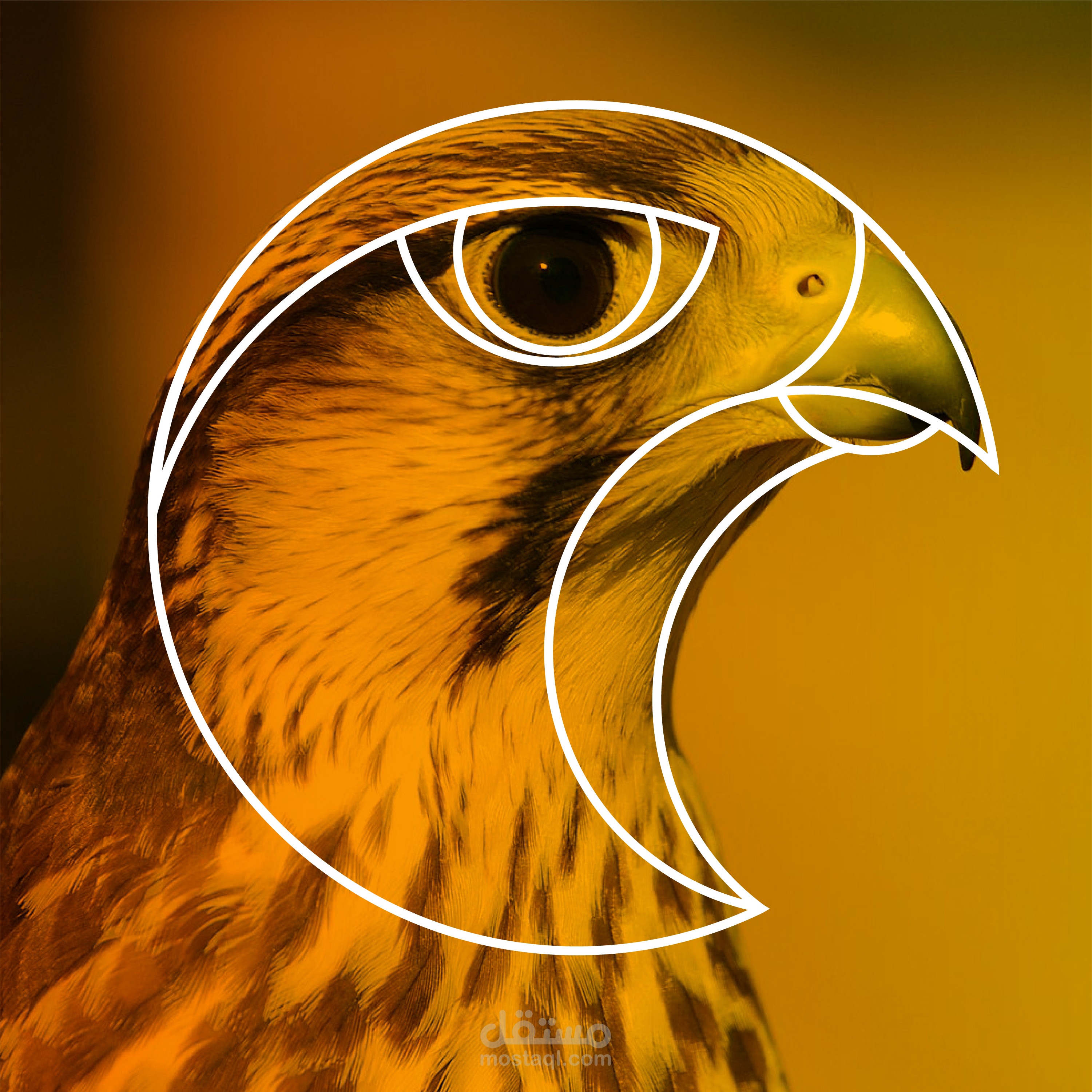 شعار صقر - Falcon logo