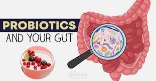 Probiotics and their importance for women