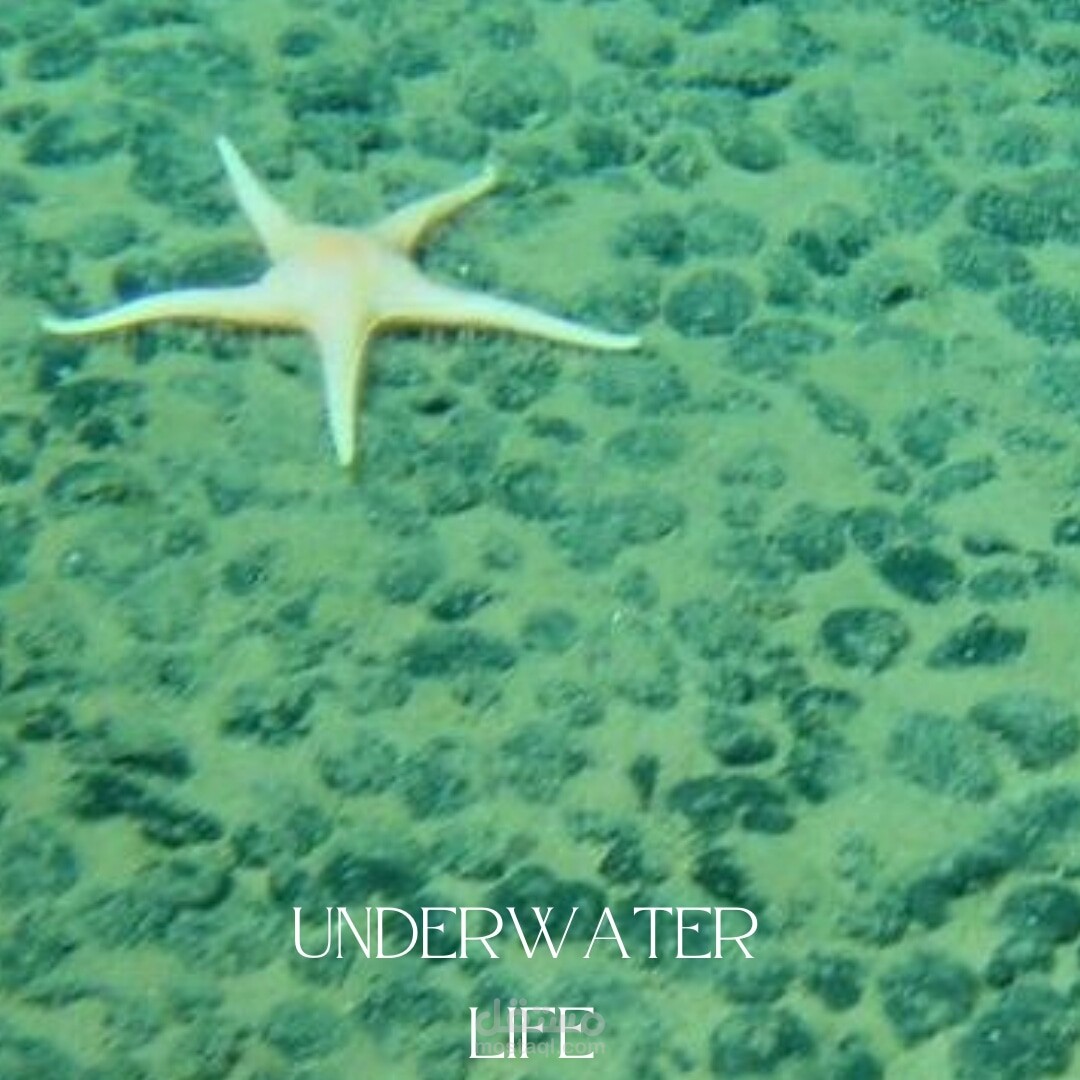 Underwater Life