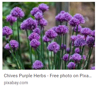 طب الأعشاب : حقيقة أم خيال؟