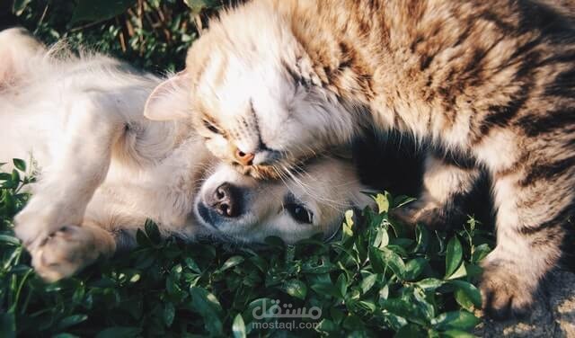 Aspca pet insurance waiting period