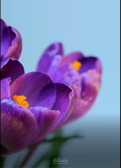 Colorful Flowers Video