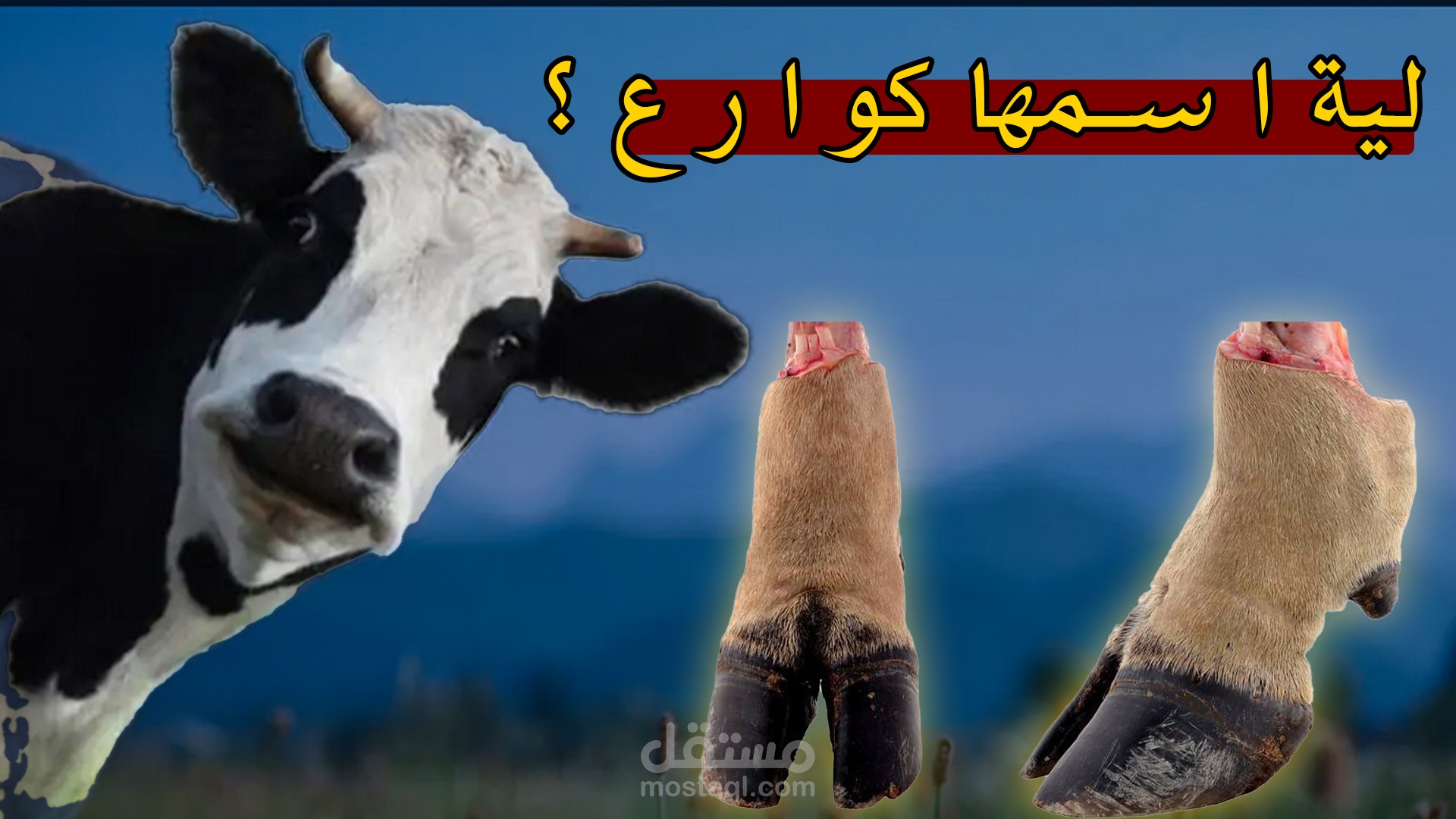 فيديو قصير ثقافة عامة