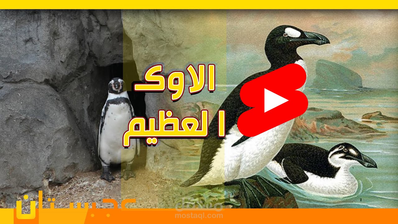 الاوك العظيم shorts