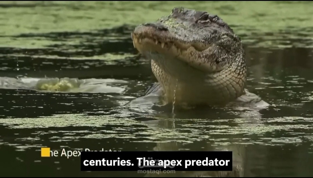 The Life of The Crocodiles - Official Wildlife Documentary