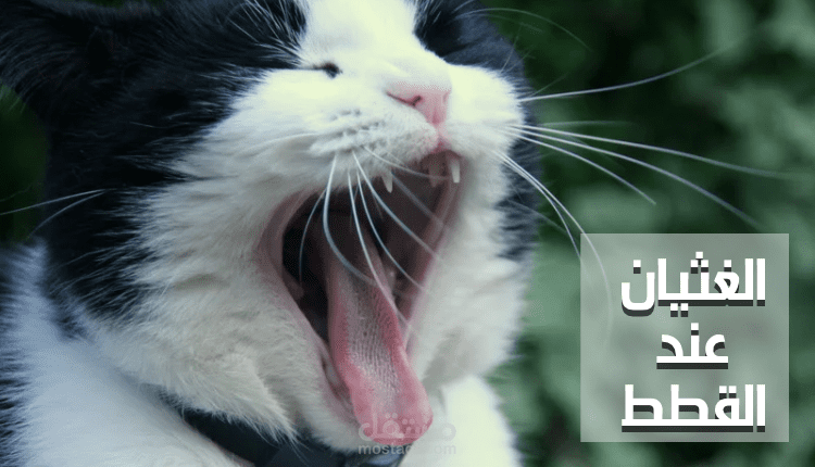 كتابة محتوى عن الغثيان عند القطط