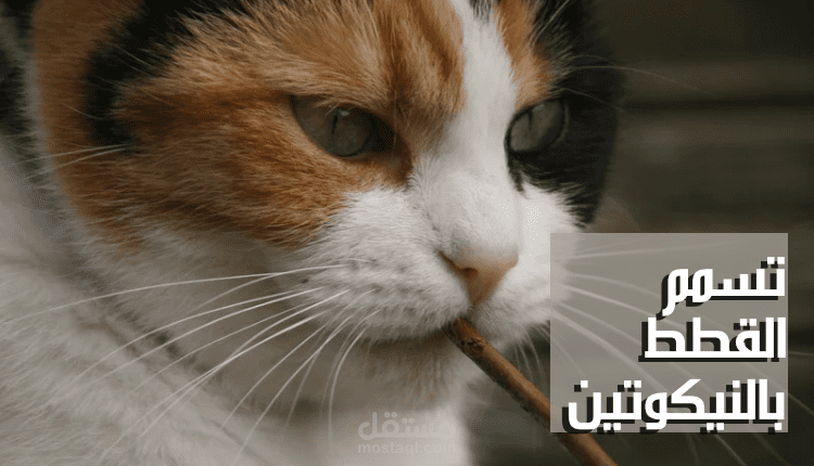 كتابة مقال متوافق مع السيو