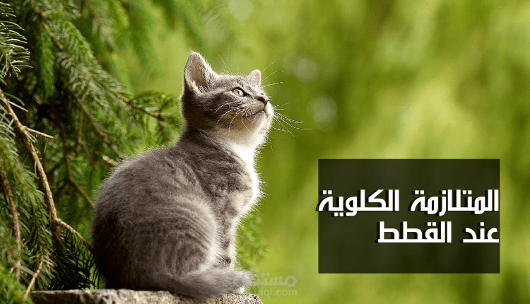 كتابة مقالات متوافقة مع السيو