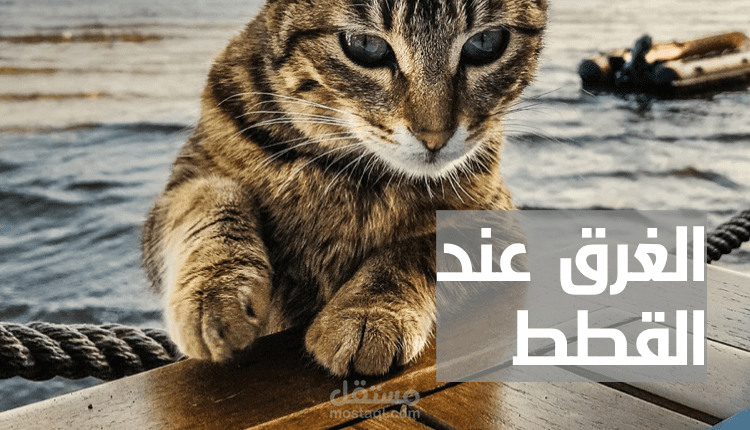 كتابة مقال