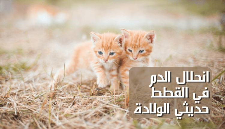 كتابة مقال اونلاين