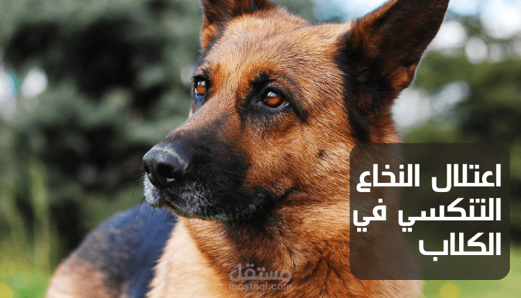كتابة مقال متوافق مع قواعد السيو