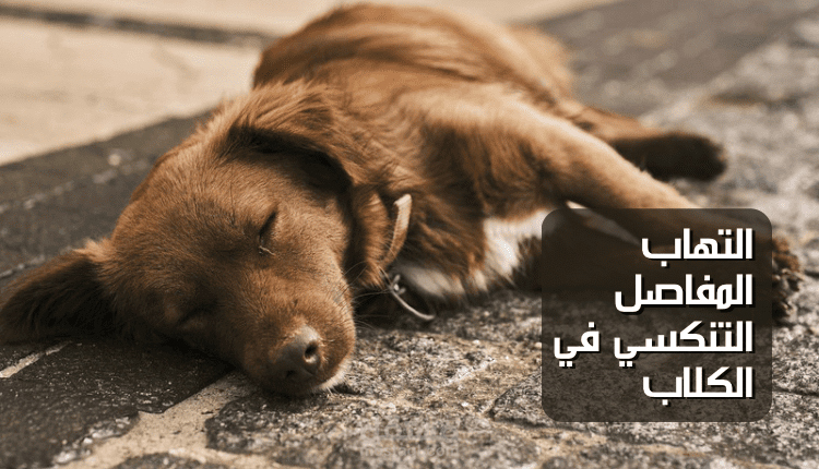 كتابة مقال متوافق مع السيو